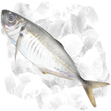 冷凍魚介類